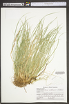 Carex willdenowii by WV University Herbarium