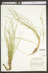 Carex willdenowii by WV University Herbarium