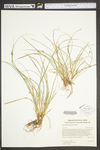 Carex willdenowii by WV University Herbarium