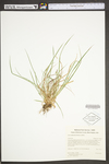 Carex willdenowii by WV University Herbarium