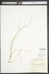 Carex willdenowii by WV University Herbarium