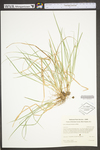 Carex willdenowii by WV University Herbarium