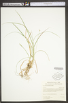 Carex willdenowii by WV University Herbarium