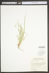 Carex willdenowii by WV University Herbarium