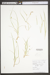 Carex willdenowii by WV University Herbarium