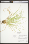 Carex willdenowii by WV University Herbarium