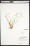 Carex willdenowii by WV University Herbarium