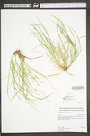 Carex willdenowii by WV University Herbarium