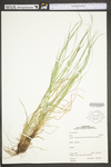 Carex woodii by WV University Herbarium