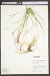 Carex woodii by WV University Herbarium