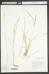 Carex woodii by WV University Herbarium