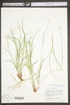 Carex woodii by WV University Herbarium