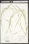 Carex woodii by WV University Herbarium