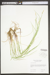 Carex woodii by WV University Herbarium