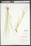 Carex woodii by WV University Herbarium