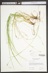 Carex woodii by WV University Herbarium