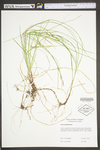 Carex woodii by WV University Herbarium