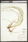 Carex woodii by WV University Herbarium