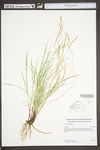 Carex woodii by WV University Herbarium