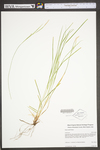 Carex woodii by WV University Herbarium