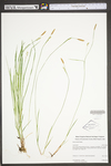 Carex woodii by WV University Herbarium