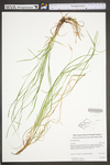 Carex woodii by WV University Herbarium