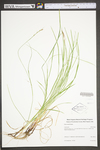 Carex woodii by WV University Herbarium