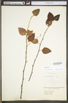 Betula nigra by WV University Herbarium