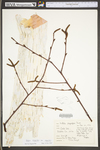 Betula cordifolia by WV University Herbarium