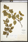 Betula papyrifera var. papyrifera by WV University Herbarium