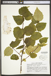 Betula papyrifera var. papyrifera by WV University Herbarium