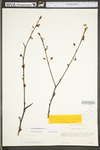 Betula pendula by WV University Herbarium