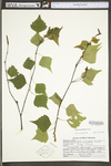 Betula populifolia by WV University Herbarium