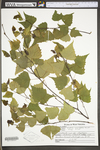 Betula populifolia by WV University Herbarium