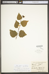 Betula pubescens ssp. pubescens by WV University Herbarium