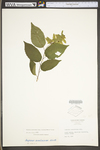 Carpinus caroliniana ssp. virginiana by WV University Herbarium