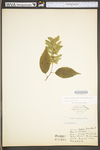 Carpinus caroliniana ssp. virginiana by WV University Herbarium