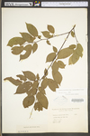Carpinus caroliniana ssp. virginiana by WV University Herbarium