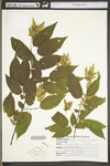 Carpinus caroliniana ssp. virginiana by WV University Herbarium