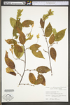 Carpinus caroliniana ssp. virginiana by WV University Herbarium