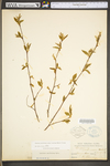 Carpinus caroliniana ssp. virginiana by WV University Herbarium