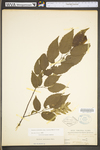 Carpinus caroliniana ssp. virginiana by WV University Herbarium