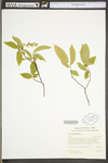 Carpinus caroliniana ssp. virginiana by WV University Herbarium