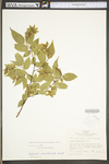 Carpinus caroliniana ssp. virginiana by WV University Herbarium