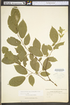 Carpinus caroliniana ssp. virginiana by WV University Herbarium