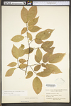 Carpinus caroliniana ssp. virginiana by WV University Herbarium