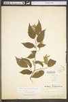 Carpinus caroliniana ssp. virginiana by WV University Herbarium