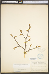 Carpinus caroliniana ssp. virginiana by WV University Herbarium