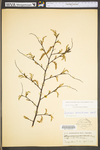 Carpinus caroliniana ssp. virginiana by WV University Herbarium