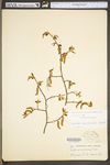 Carpinus caroliniana ssp. virginiana by WV University Herbarium